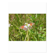Mariposa Postal