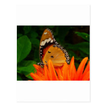 Mariposa Postal