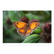 Mariposa Postal