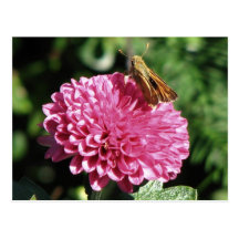 Mariposa Postales