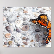 Mariposa Posters