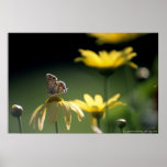 mariposa poster