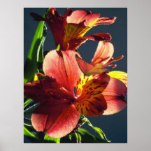 mariposa poster