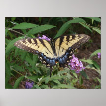 Mariposa Poster