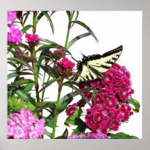 Mariposa Poster