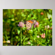 Mariposa Impresiones