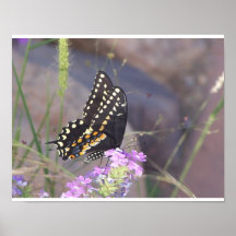 mariposa posters