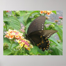 Mariposa Posters
