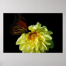 Mariposa Posters