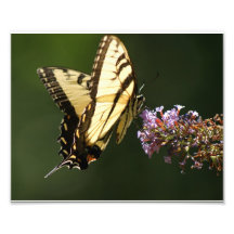 Mariposa que agita impresión fotográfica 10 x 8