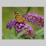Mariposa que aterriza la impresión fotográfica 11  fotografía