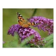 Mariposa que aterriza la impresión fotográfica 11 