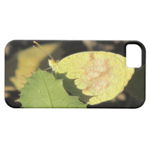 Mariposa que oculta detrás de un caso del iPhone 5 iPhone 5 Cobertura