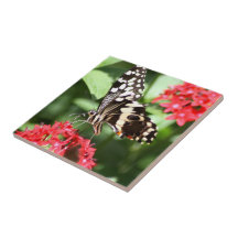 Mariposa rayada de la cebra azulejo
