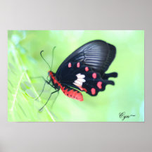 Mariposa roja,                                 … impresiones