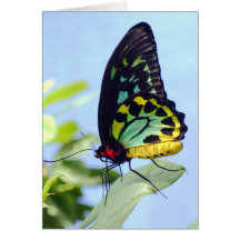 Mariposa soñadora hermosa tarjeta