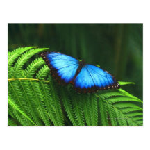 Mariposa Tarjeta Postal