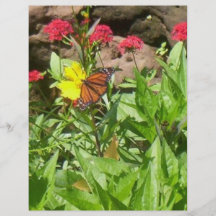 mariposa tarjetas informativas