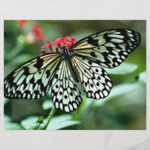 Mariposa Tarjeton