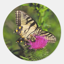 Mariposa y abeja de Swallowtail en cardo Etiquetas