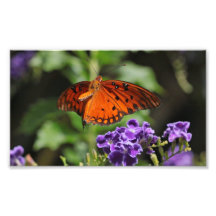 Mariposa y estampado de flores fotos