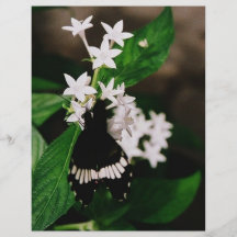 Mariposa y flor tarjetas informativas