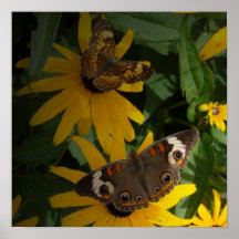Mariposa y margaritas posters