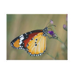 Mariposa y néctar hermosos de los lifes impresiones en lona