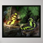 Mariposas de la malaquita 1 impresión posters