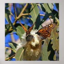 Mariposas de monarca en el eucalipto - impresión impresiones