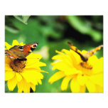 Mariposas - foto