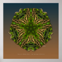 Mariposas gigantes de Swallowtail Posters