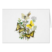 Mariposas hermosas felicitacion 