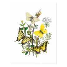 Mariposas hermosas postal