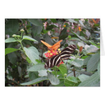 Mariposas Tarjeta