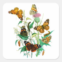 Mariposas y cardo pegatinas  