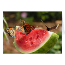 Mariposas y sandía tarjeton