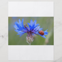 Mariquita en un cornflower azul tarjeton