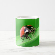 Mariquita Tazas De Café