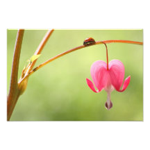 Mariquita y flor del corazón sangrante foto