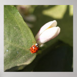 Mariquita y flor en la impresión de la lona poster