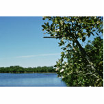 Marismas parque nacional, la Florida Esculturas Fotográficas