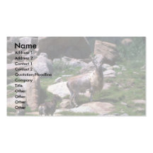 Markhor Tarjeta De Visita
