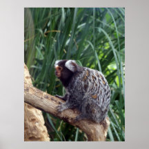 Marmoset Impresiones