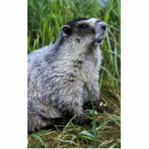 Marmota Esculturas Fotograficas