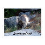 Marmota linda Suiza -- Postal