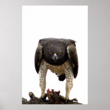 Martial Eagle Posters