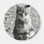 Mascota animal del gato iman de frigorífico