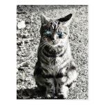 Mascota animal del gato postales