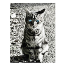 Mascota animal del gato postales
